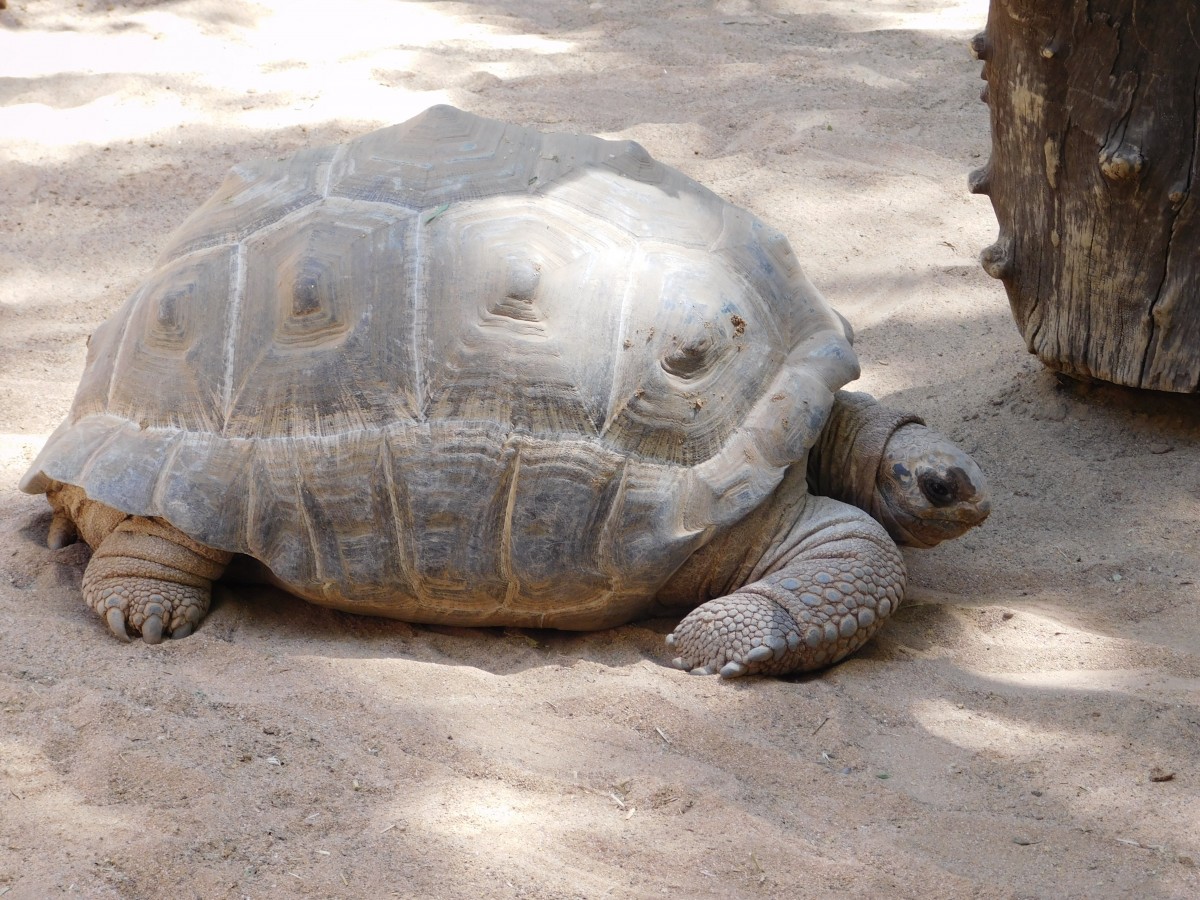 Gran Canaria: The Ethical Guide to Sun, Sustainability, and Saving Animals